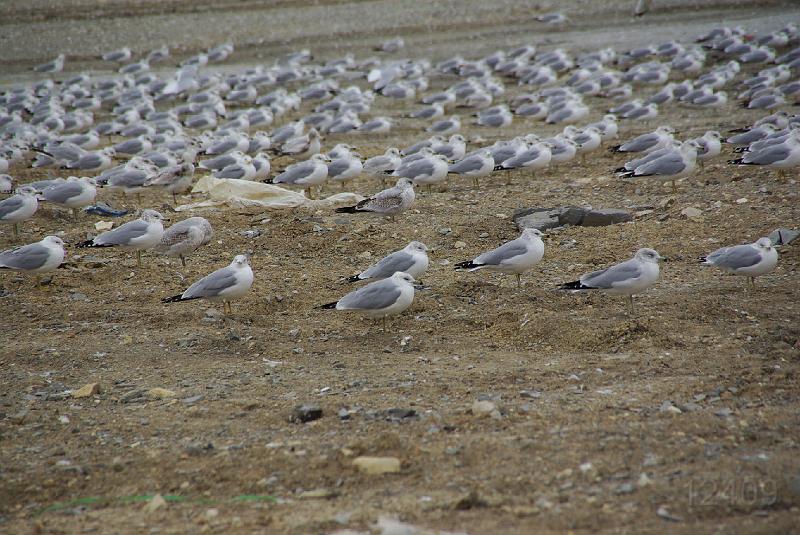 012409 Waco Landfill 022.jpg